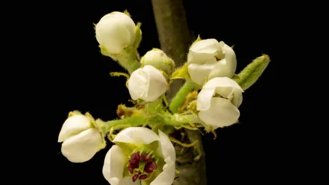 Apple blossoms time lapse Stock Footage 133076850