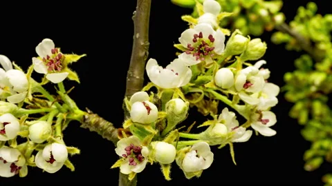 Apple blossoms time lapse Видео 136938240
