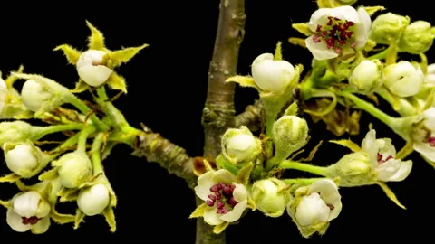 Apple blossoms time lapse Видео 136939062