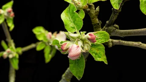 Apple blossoms time lapse Video stock 136940351