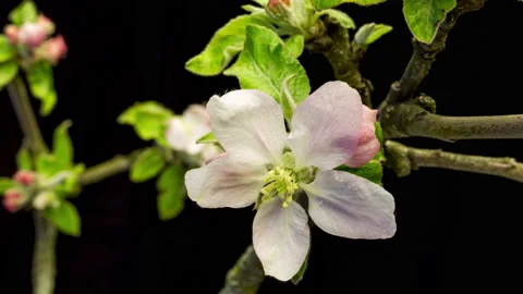 Apple blossoms time lapse Видео 136941839