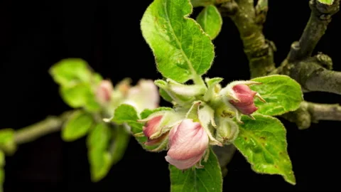 Apple blossoms time lapse Видео 136942399