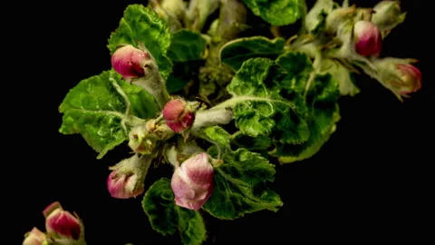 Apple blossoms time lapse Stock Footage 136943485