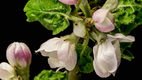 Apple blossoms time lapse Video stock 136943775