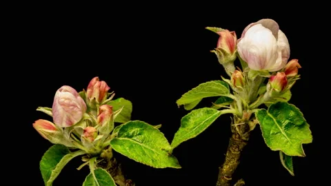 Apple blossoms time lapse Stock Footage 136944348