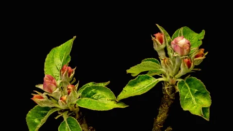 Apple blossoms time lapse Видео 136945327