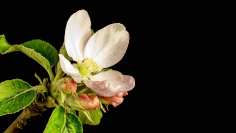 Apple blossoms time lapse Stock Footage 136945856