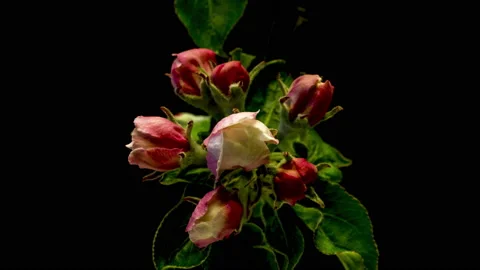 Apple blossoms time lapse Stock Footage 136973162