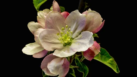 Apple blossoms time lapse Видео 136973983