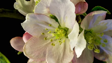 Apple blossoms time lapse Stock Footage 136974289
