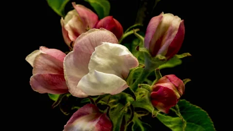 Apple blossoms time lapse Видео 136974873