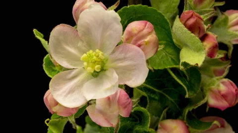 Apple blossoms time lapse Видео 136977981