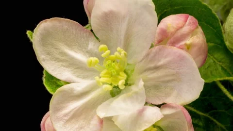 Apple blossoms time lapse Stock Footage 136980129