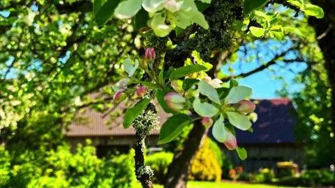 Apple Blossoms on Tree Branch with Rustic House and Garden in Cesis, Latvia Stock Footage 346246879