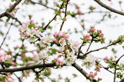 Apple blossoms on tree. Spring background Stock Photos