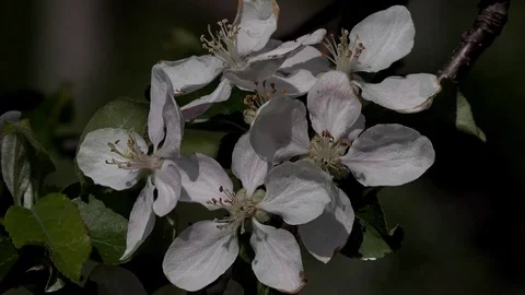 Apple blossoms on a tree in springtim Stock Footage 85320397