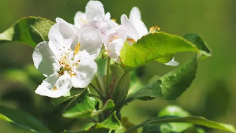 Apple blossoms in various stages of development appear side by side. Video stock 278117804