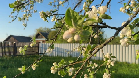 Apple blossoms. White flowers during the flowering period of the apple tree Stock-Footage 275530451