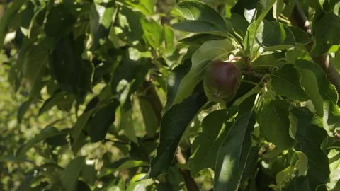 Apple blowing in the breeze on tree 動画素材 76440167