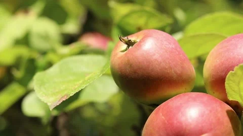 Apple with blush growing on an apple tree among green leaves 動画素材 340413925