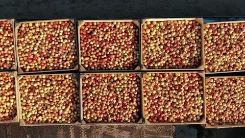 Apple boxes. apple harvest. apple crop. aerial view. top down. large wooden Stock Footage 171563313