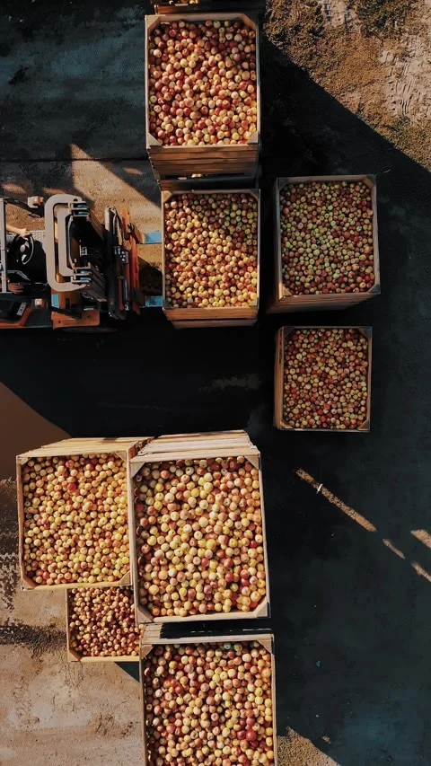 Apple boxes. apple harvest. apple crop. forklift loader stacks large wooden Stock Footage 307836851