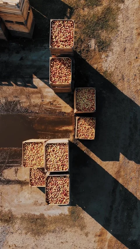 Apple boxes. apple harvest. apple crop. forklift loader stacks large wooden Stock Footage 314979233
