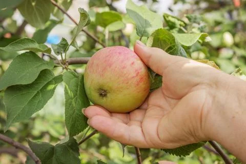 Apple on a branch and arm of an elderly woman Foto stock