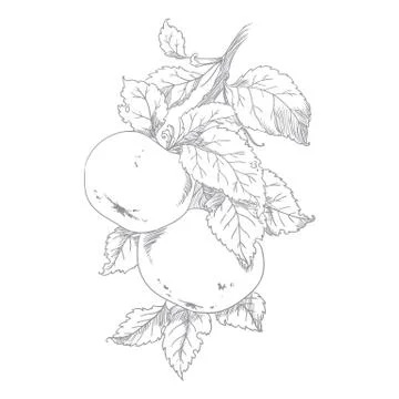 Apple on branch of the aple trees Stock Illustration