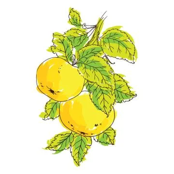 Apple on branch of the aple trees Stock Illustration