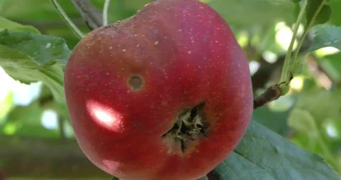 Apple on a branch of an apple tree affected by pests Vídeos de archivo 160647282