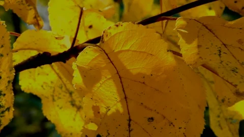 Apple branch in autumn Stock Footage 235725313
