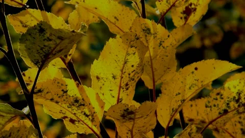 Apple branch in autumn Stock Footage 235726088