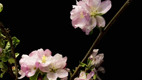 Apple branch bloom time lapse Video stock 137349189