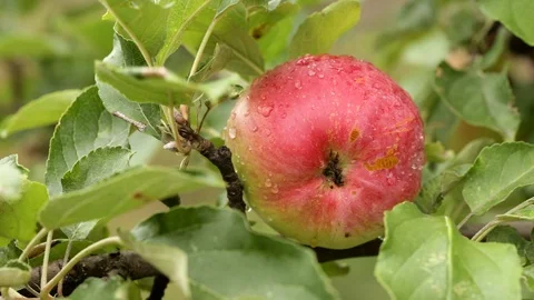 Apple on a branch close-up Stock Footage 94387178