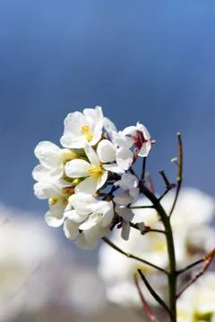 Apple branch close-up Stock Photos