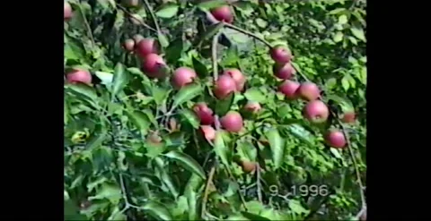 Apple Branch Close-up To Wide Stock Footage 231775493