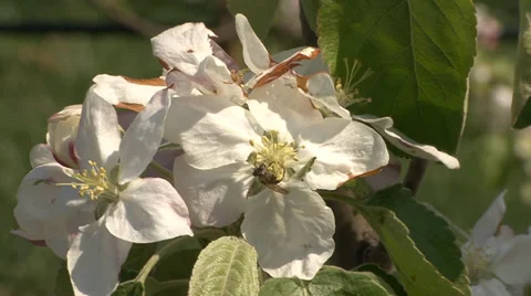 Apple branch flower Vídeo Stock 39673445