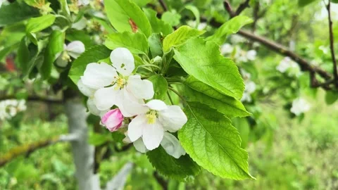Apple branch with flowers swaying in the wind, close-up Stock Footage 336974376