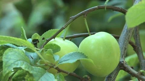  Apple Branch Stock Footage 959114