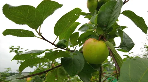 Apple on branch Stock Footage