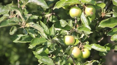 An apple on a branch Stock Footage 77365360