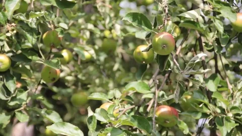 An apple on a branch Stock Footage 78070987