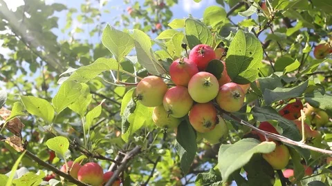 Apple on branch Stock Footage 94219087