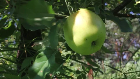 Apple on branch Stock Footage 94219237