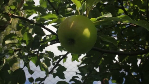 Apple on branch Stock Footage 94219316
