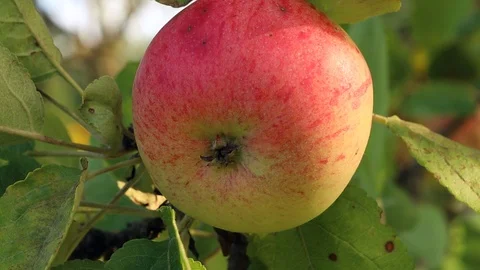 Apple on branch Stock Footage 127427481