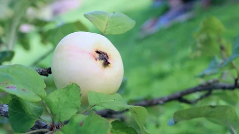 Apple on branch Stock Footage 127432113