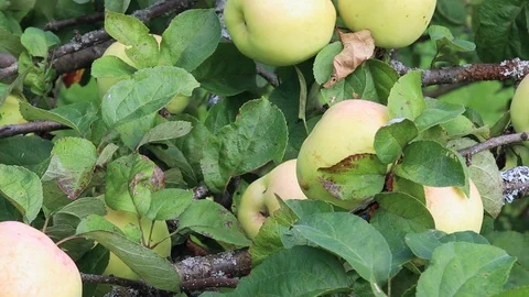 Apple on branch Stock Footage 129218998