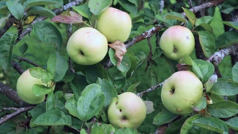 Apple on branch Video stock 129219600